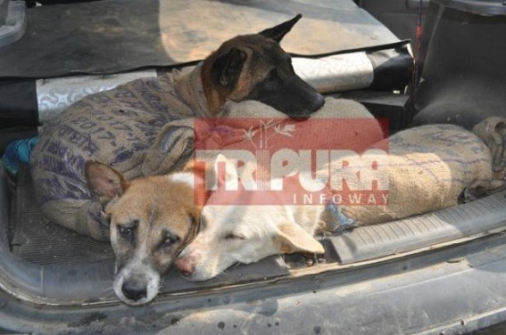 Police busted Dog-Smuggling racket, 2 arrested